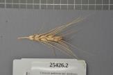 Click for 1 image(s) for this accession. Spike